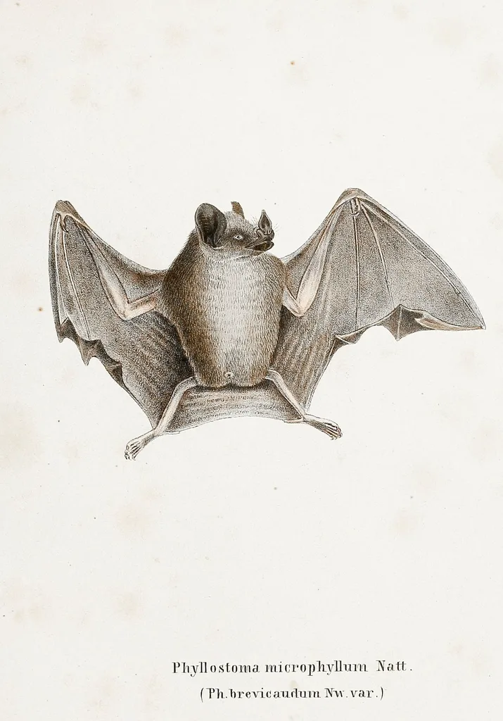 Historische tekening van een dwergvleermuis