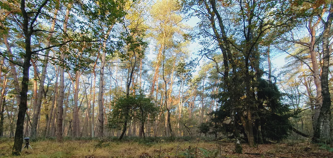 Flora en fauna onderzoek: de stappen op een rij