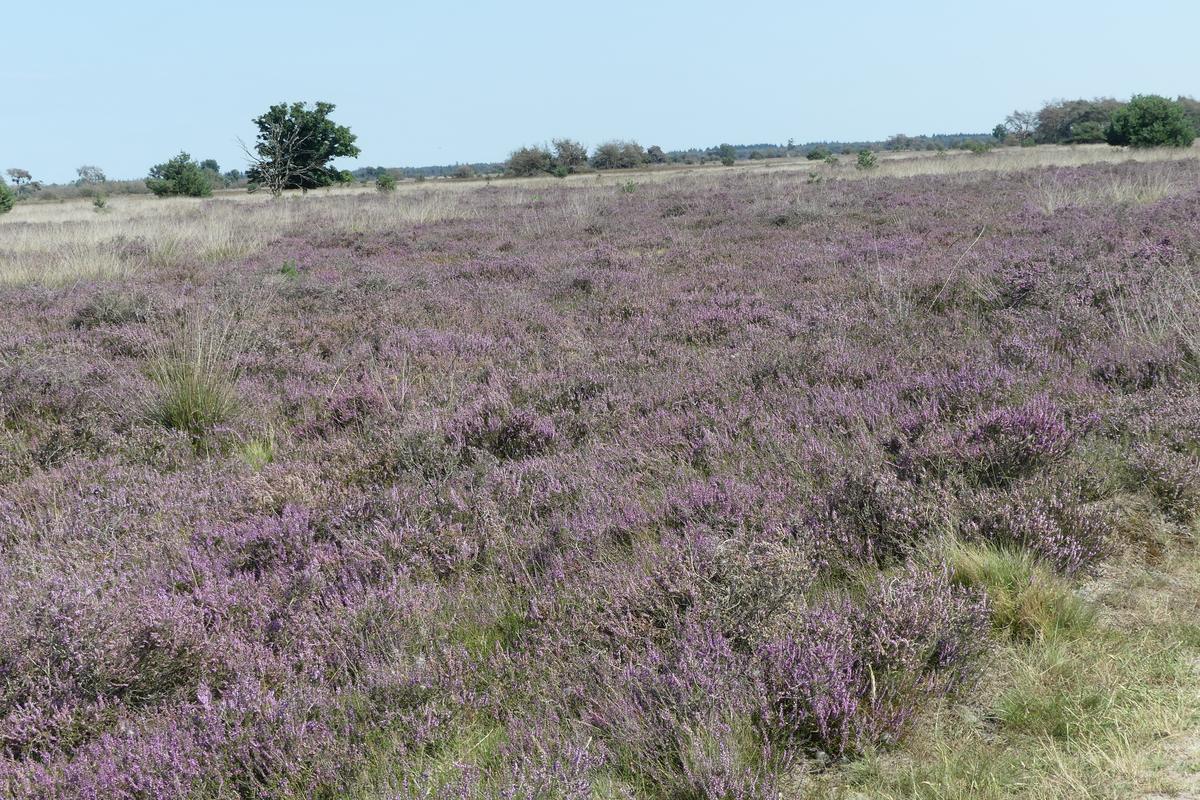 Bloeiende heide op de Strabrechtse Heide