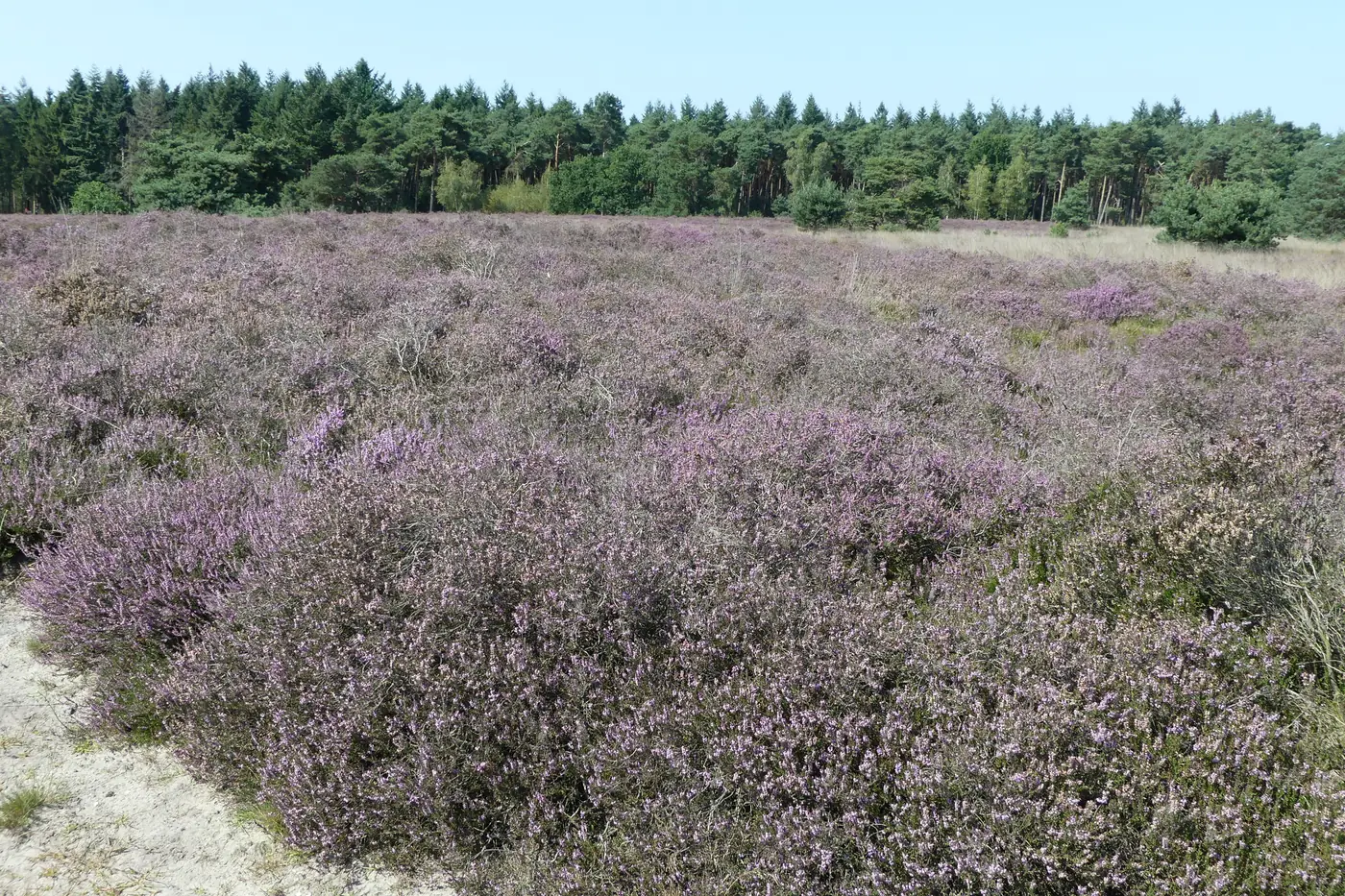Natuurtoets onder de Omgevingswet