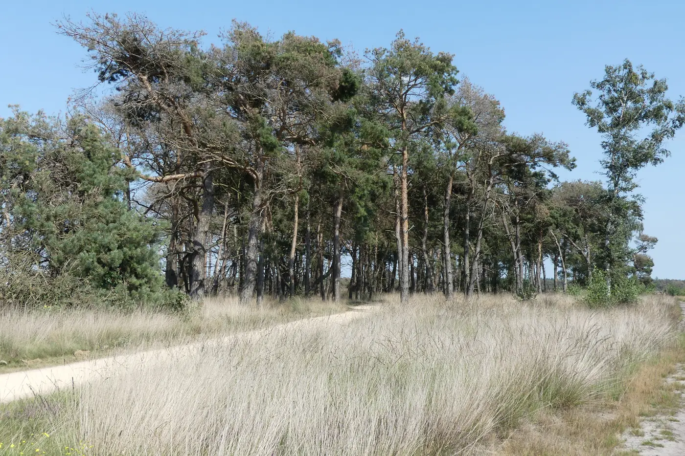 Hoe lang is een quickscan flora en fauna geldig?