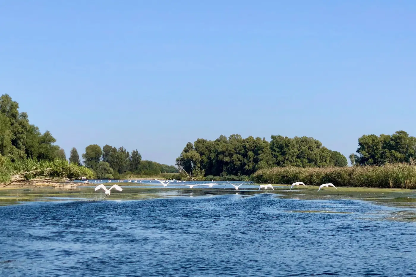 Zwanen op het water in de Biesbosch